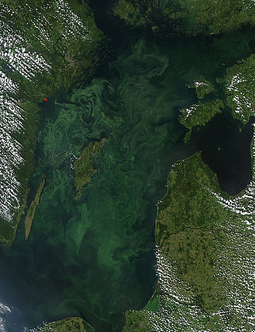 Algenbloei in de Baltische Zee