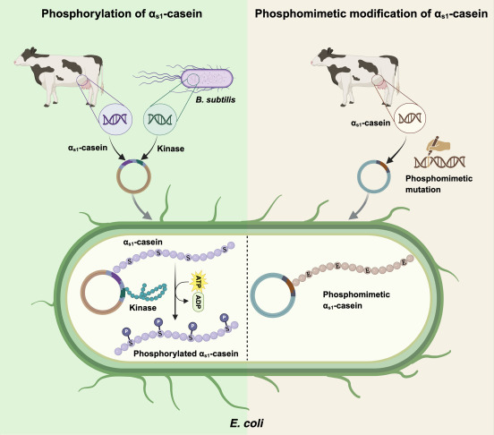 Caseïne van de E. coli's