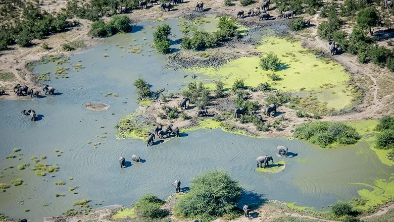 Drinkplaatsen olifanten in Botswana