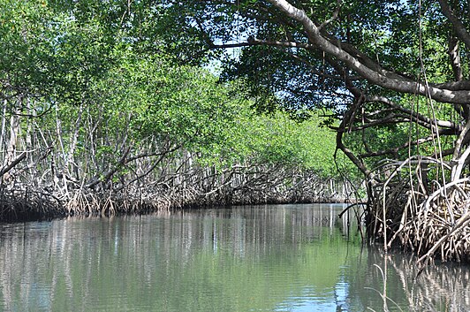 Mangrovebossen Dominicaanse Republiek