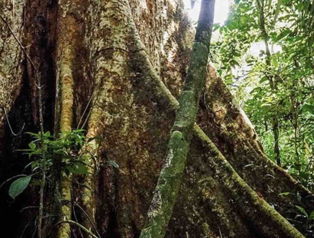 Shihuahuaco (Dipteryx micrantha)